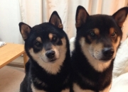 开云体育在线-跨越大陆的绿茵启示，格列兹曼生涯之夜与突尼斯打穿多特的战术革命