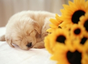 开云体育平台APP-篮球跨域之夜，篮网险胜浙江，利拉德欧冠决赛接管比赛