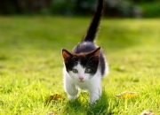 开云体育在线-曼菲斯洪流，当极致的暴力美学，在抢七中打穿了布鲁克林的艺术画布