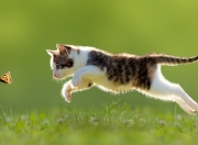 开云体育app-勇士王朝的钥匙，为何偏偏在克莱手中？记那场令凯尔特人心碎的完美演出