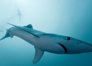 开云体育中国-中场大师的平行时空，当赖斯在绿茵场与外交场同时接管比赛