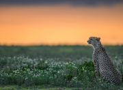 开云-以行动写诗，世界排名争夺战之夜，詹姆斯统御全场