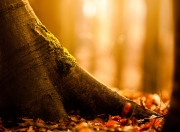 开云体育登录-丹麦补时绝杀冰岛！阿拉巴教科书表现成欧洲杯最佳注脚