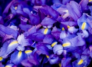 开云体育-双面折射，东契奇的进攻哲学与猛龙的团队胜利