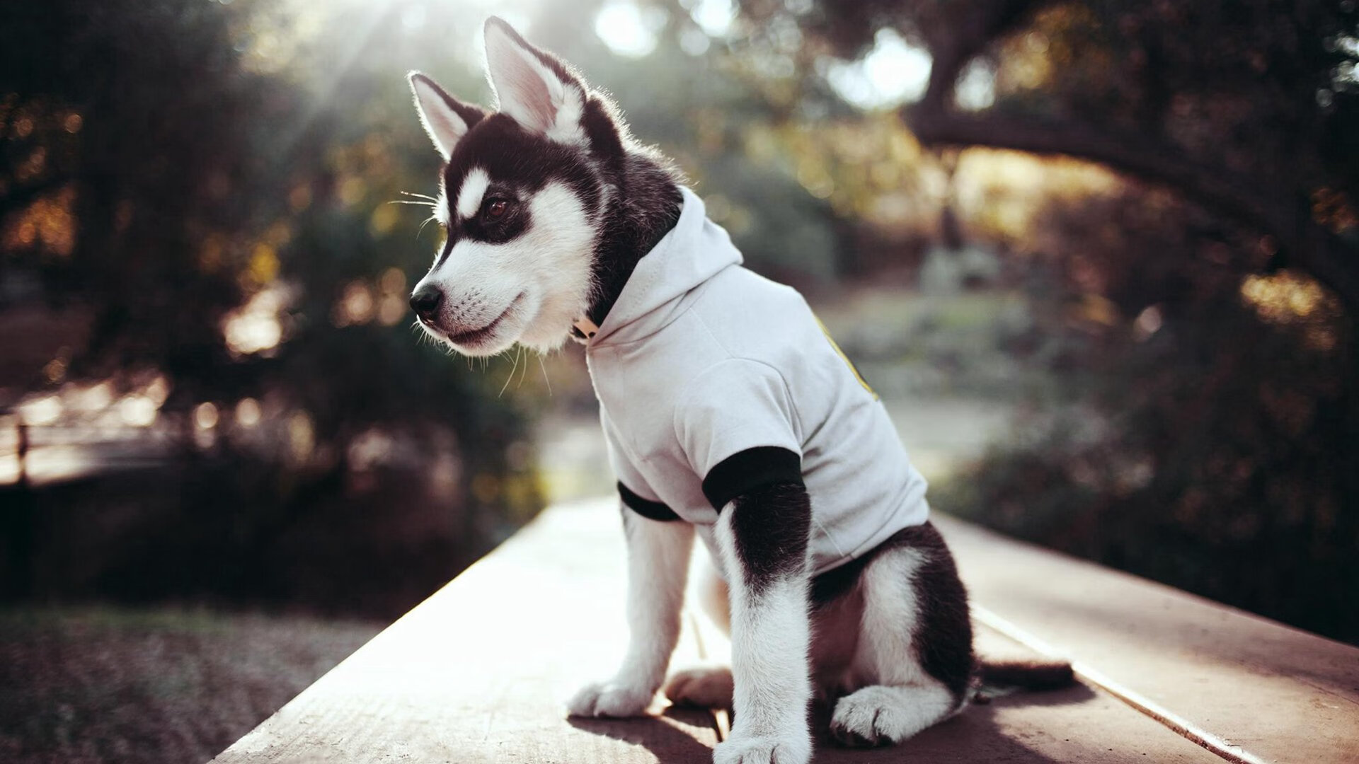 亚特兰大淘汰尼斯,当法甲黑马撞上德甲老江湖,阿坎吉的关键时刻从不手软