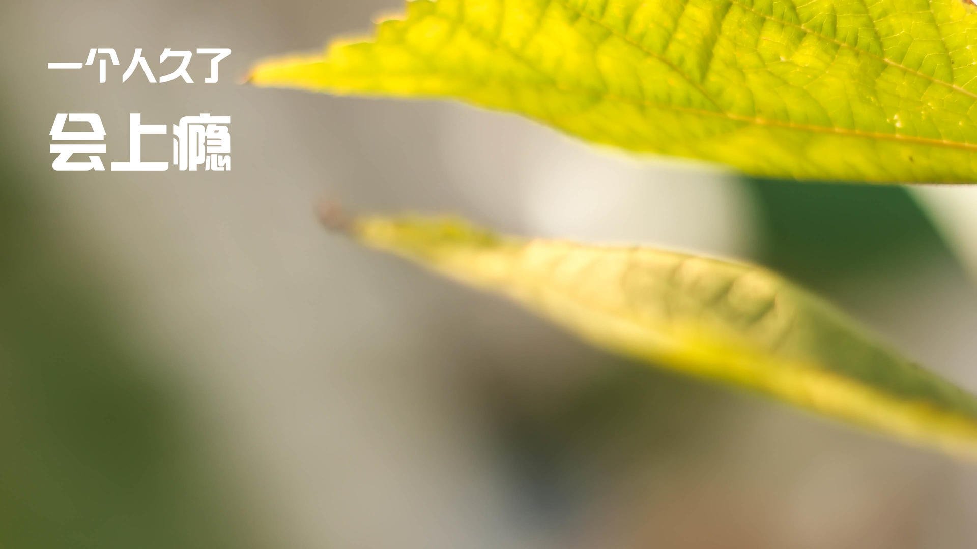 记忆裂痕，当威尔士遇见皇马，与那个评分拉满的加克波