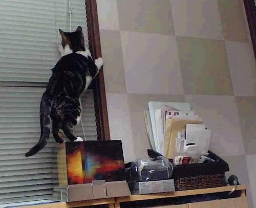 末节逆袭！掘金惊险击败灰熊，库里手感发烫成取胜关键