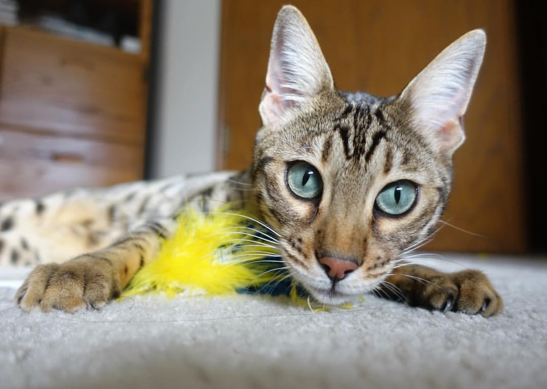 字母哥撕裂防线+骑士铁骑奔袭,当个人英雄主义遇上团队胜利方程式