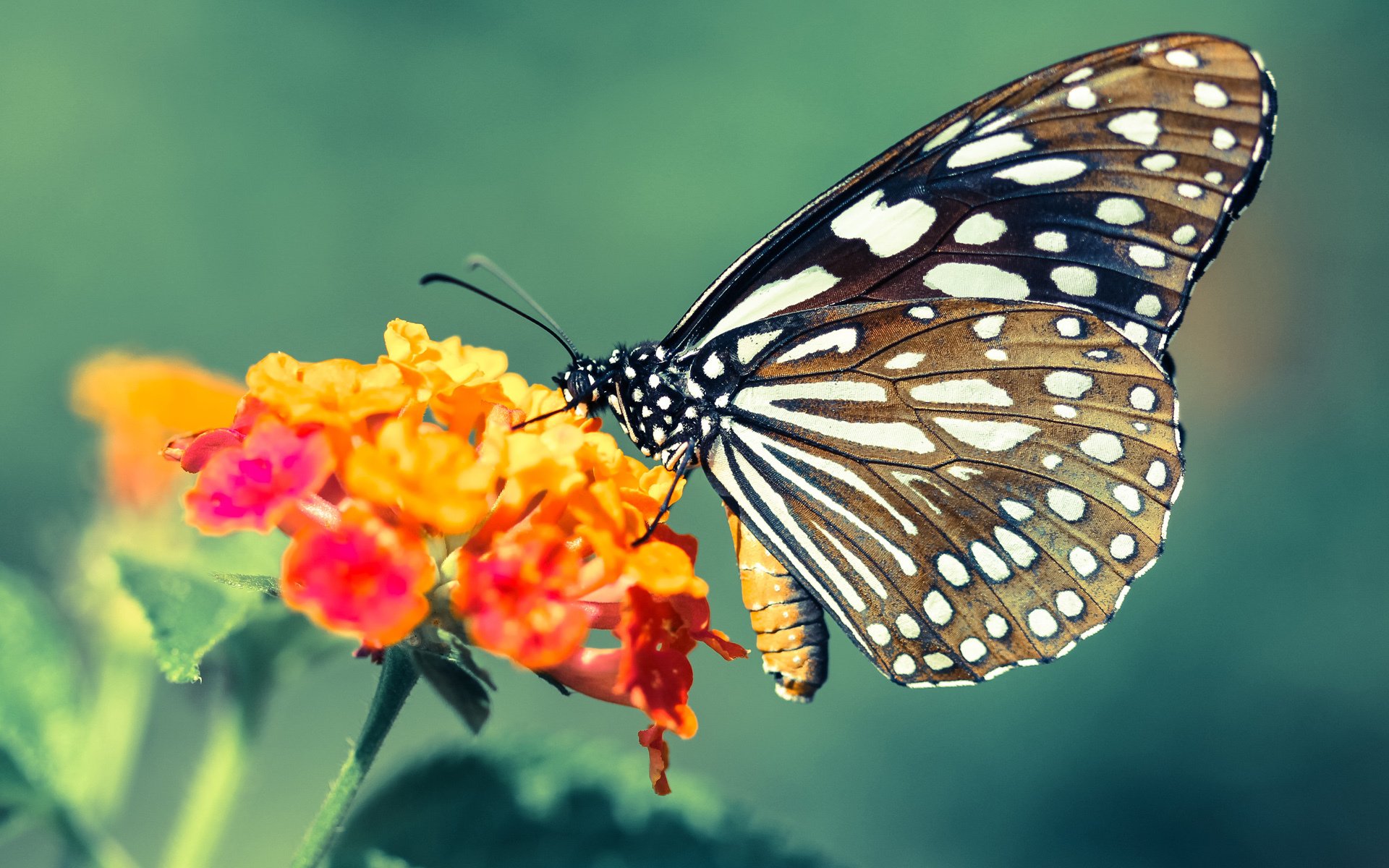 生涯夜打破质疑,当最冷的刀,斩断开拓者防线