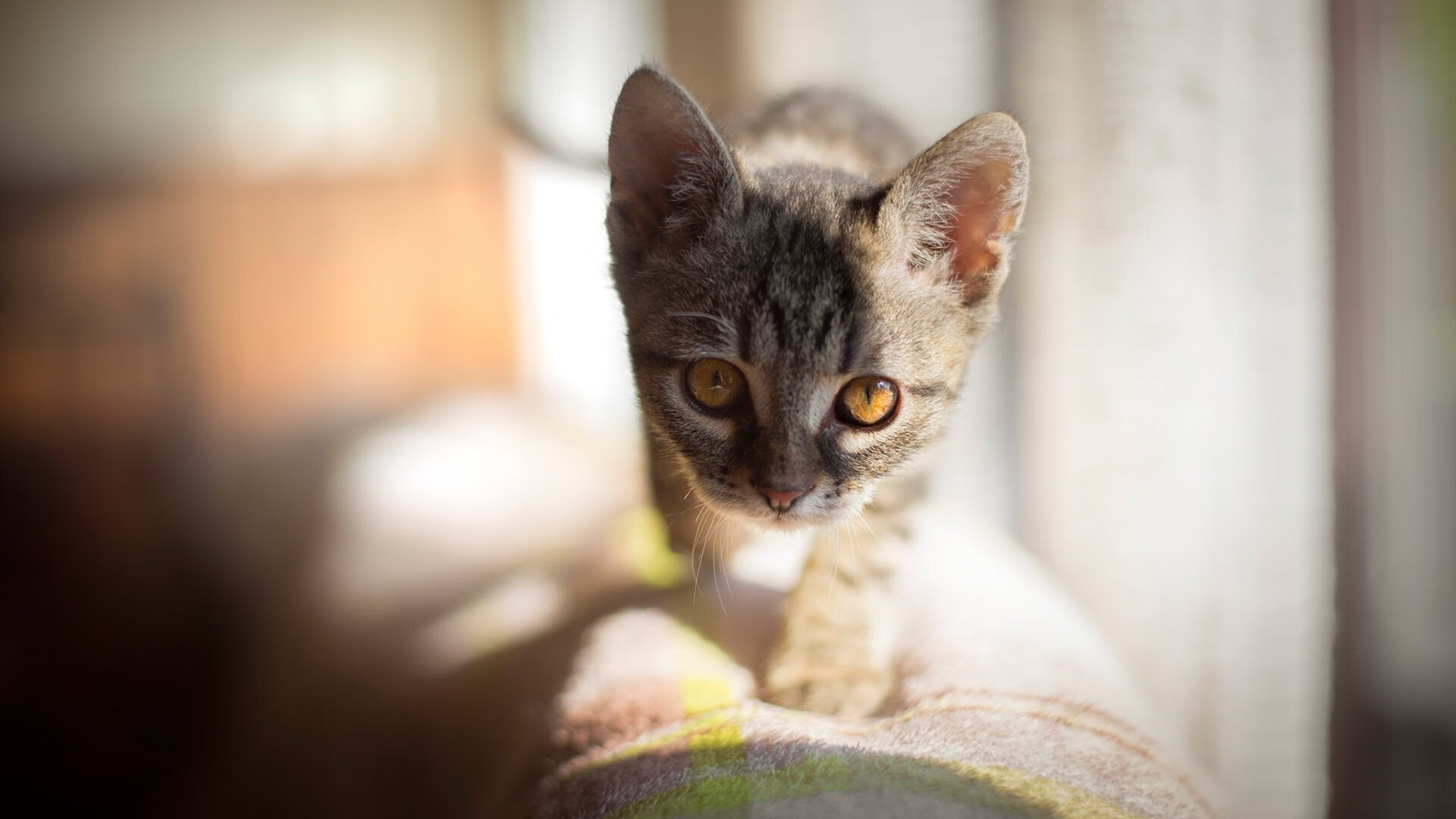 奥运周期关键战的隐藏伏笔,火箭一波流击溃步行者,吹响的真是常规赛号角?