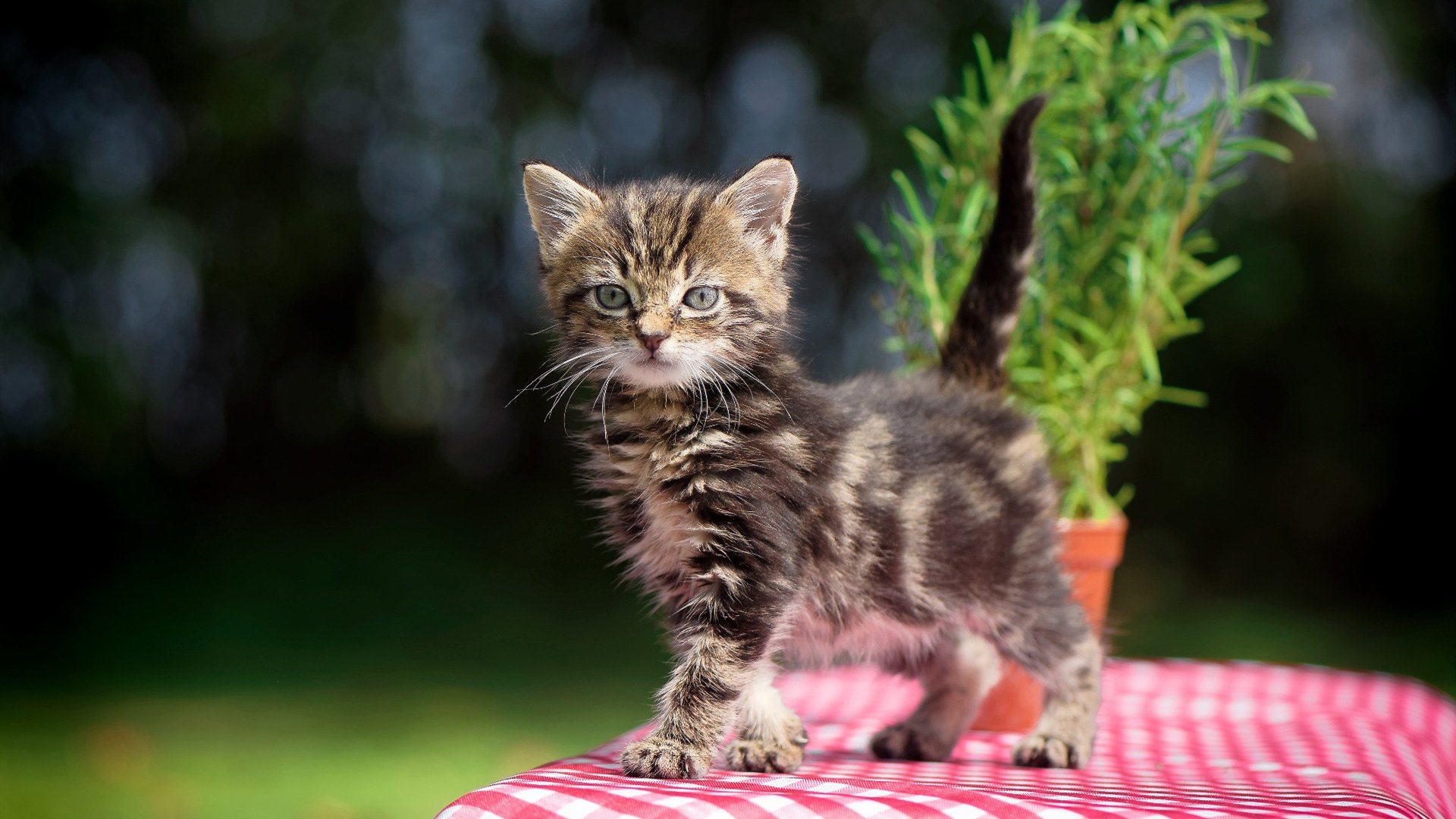 步行者鏖战开拓者背后,武切维奇如何成为隐藏算法的关键先生?