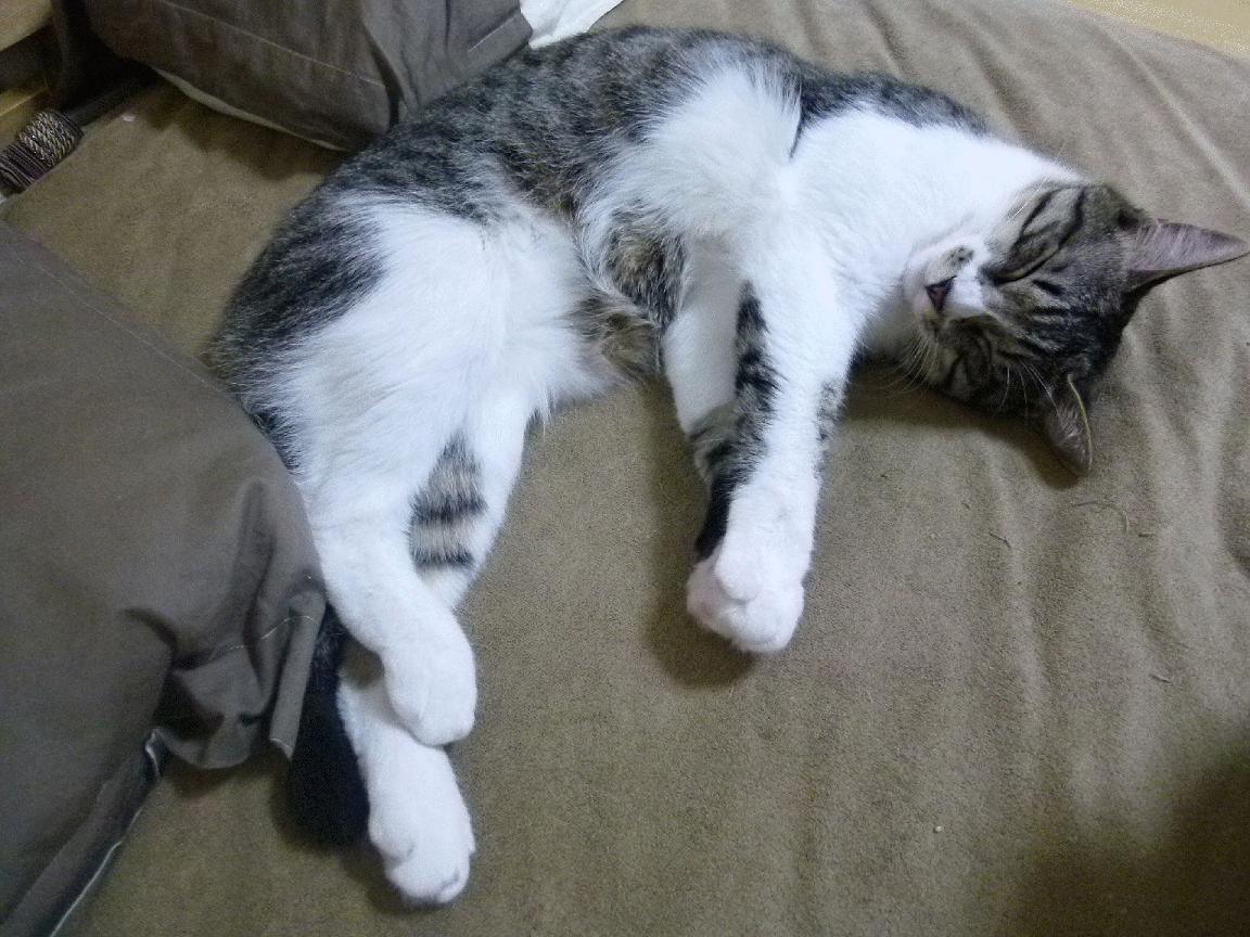 当金甲骨文铭刻绿色神话,山西队如何将不可能横扫进波士顿花园